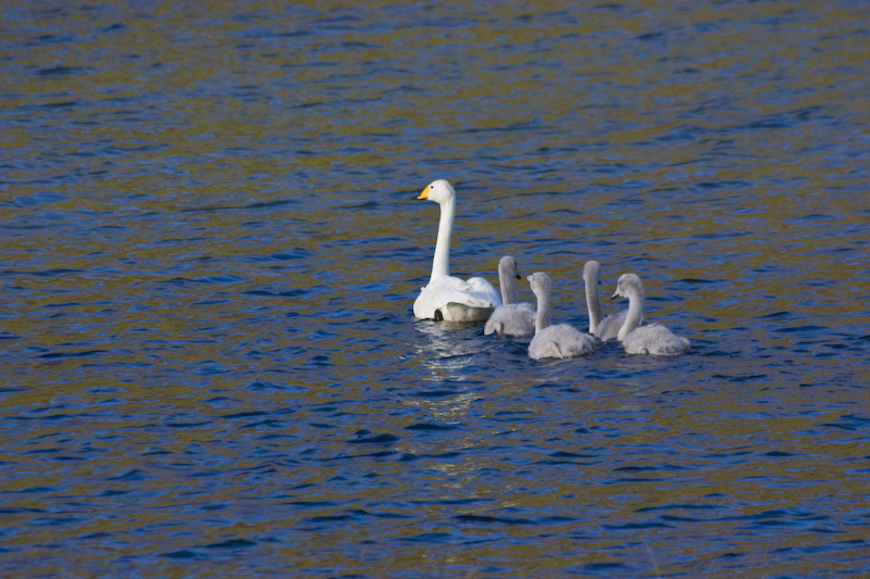 Whooper Swan And Cygnets